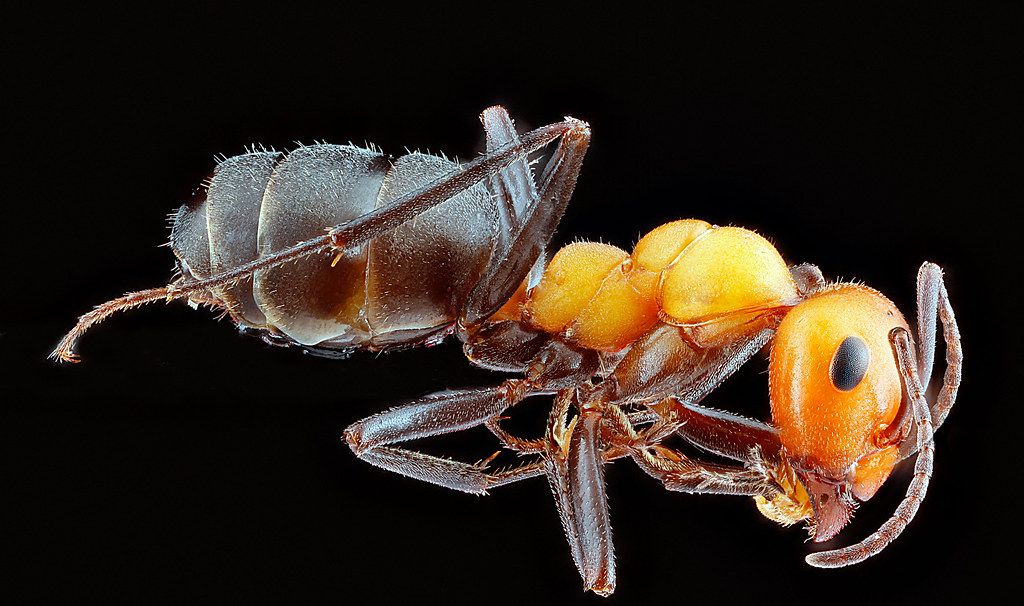 Ant Control service in Santa Clarita, CA