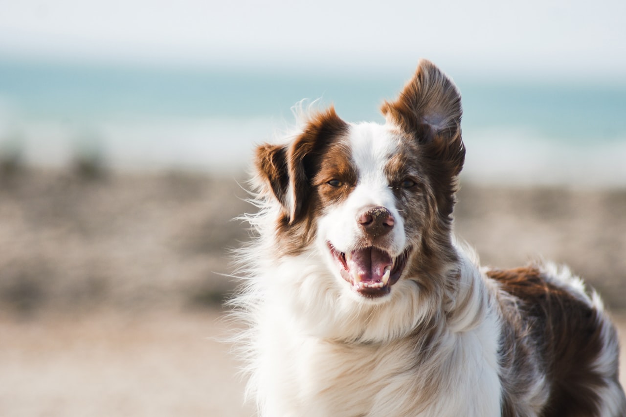 Flea & Tick Control service in Santa Clarita, CA