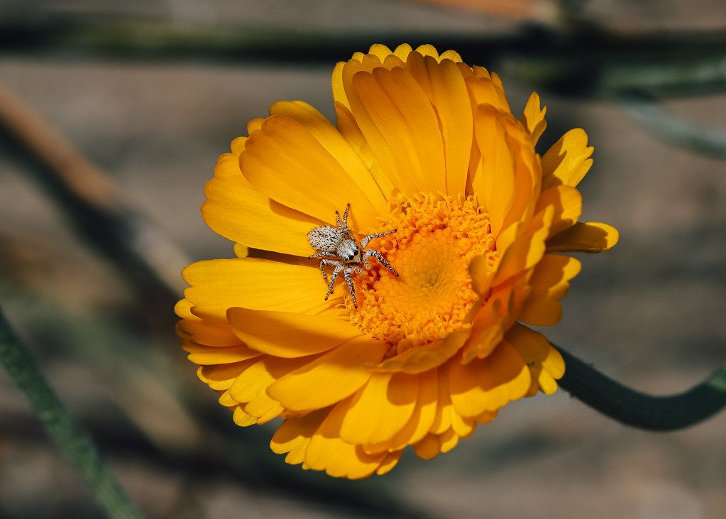 Spider Control service in Santa Clarita, CA